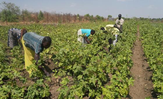 दक्षिण सूडान: IBSA कोष की मदद से, बोए गए ख़ुशहाली के बीज